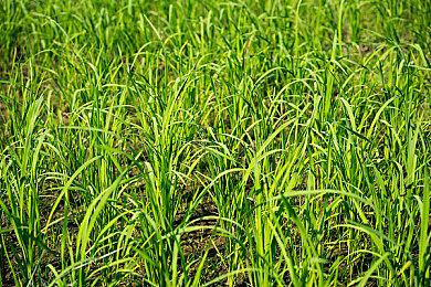 粉丝用虚幻5自制《原神》 有更好的视觉效果